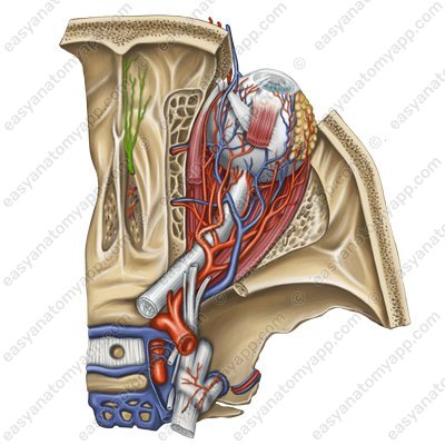 Anterior meningeal artery (arteria meningea anterior)